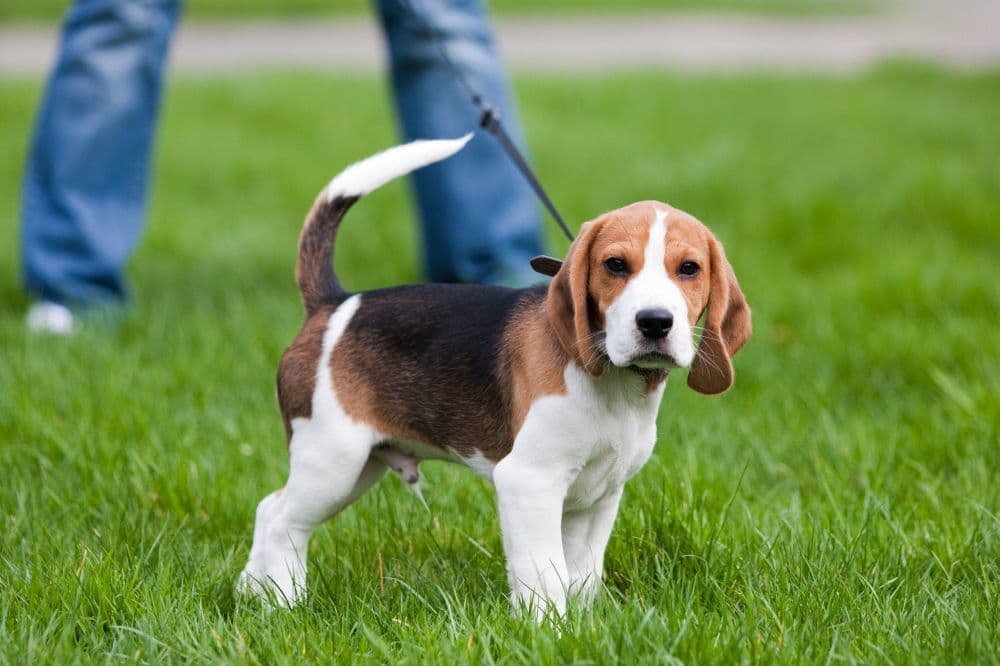 beagle welpen