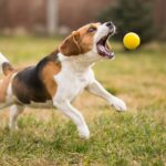 Beagle beschäftigen - Es gibt viele tolle Ideen damit du und Dein Beagle zusammen Spaß habt!