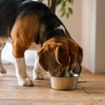 Welches Futter ist am besten für meinen Beagle geeignet?