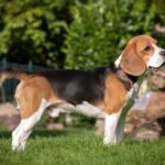 Wann kann ich meinen Beagle Rüden als Deckrüden verwenden? Wie finde ich einen passenden Beagle Deckrüden?