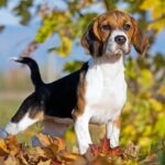 Beagle Wesen und Charakter - Was ist typisch Beagle?