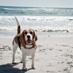 Urlaub mit Beagle an der Nordsee. Die schönste Zeit des Jahres zusammen verbringen.