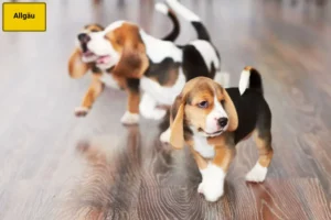 Mehr über den Artikel erfahren Beagle Züchter und Welpen im Allgäu