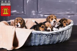 Mehr über den Artikel erfahren Beagle Züchter und Welpen in Bitburg