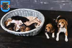 Mehr über den Artikel erfahren Beagle Züchter und Welpen in Bochum