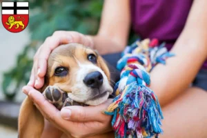 Mehr über den Artikel erfahren Beagle Züchter und Welpen in Bonn