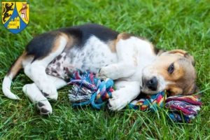 Mehr über den Artikel erfahren Beagle Züchter und Welpen in Borna