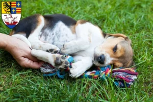 Mehr über den Artikel erfahren Beagle Züchter und Welpen in Brake (Unterweser)