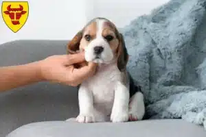 Mehr über den Artikel erfahren Beagle Züchter und Welpen in Coesfeld