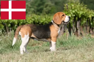 Mehr über den Artikel erfahren Beagle Züchter und Welpen in Dänemark
