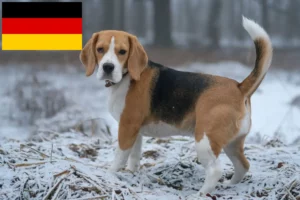 Mehr über den Artikel erfahren Beagle Züchter und Welpen in Deutschland