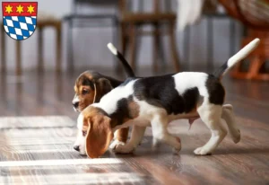 Mehr über den Artikel erfahren Beagle Züchter und Welpen in Dingolfing