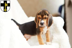 Mehr über den Artikel erfahren Beagle Züchter und Welpen in Dorsten