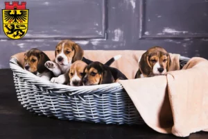 Mehr über den Artikel erfahren Beagle Züchter und Welpen in Düren