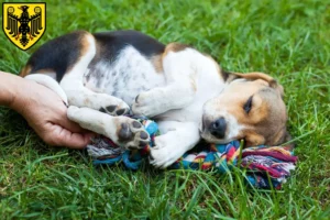 Mehr über den Artikel erfahren Beagle Züchter und Welpen in Goslar