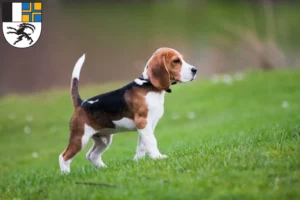 Mehr über den Artikel erfahren Beagle Züchter und Welpen in Graubünden