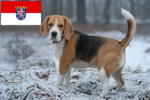 Mehr über den Artikel erfahren Beagle Züchter und Welpen in Hessen