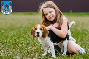 Mehr über den Artikel erfahren Beagle Züchter und Welpen in Holzminden