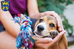 Mehr über den Artikel erfahren Beagle Züchter und Welpen in Homberg (Efze)