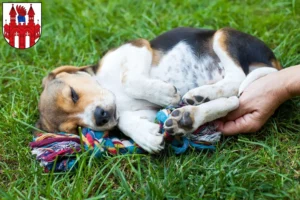 Mehr über den Artikel erfahren Beagle Züchter und Welpen in Neubrandenburg