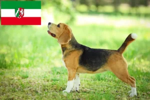 Mehr über den Artikel erfahren Beagle Züchter und Welpen in Nordrhein-Westfalen