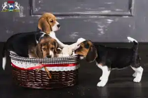 Mehr über den Artikel erfahren Beagle Züchter und Welpen in Osterholz-Scharmbeck