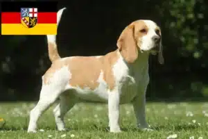 Mehr über den Artikel erfahren Beagle Züchter und Welpen im Saarland