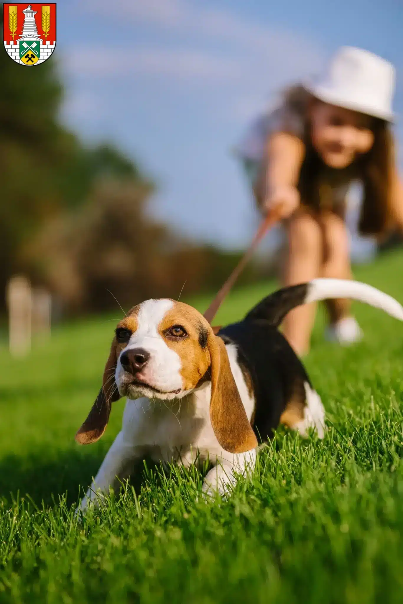 Mehr über den Artikel erfahren Beagle Züchter und Welpen in Salzgitter