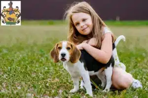 Mehr über den Artikel erfahren Beagle Züchter und Welpen in Schleiz