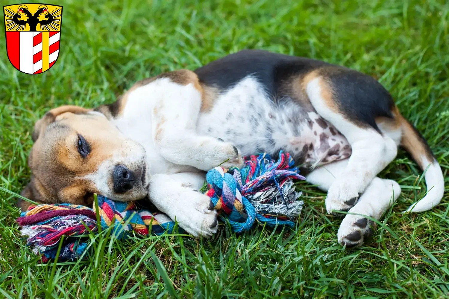 Mehr über den Artikel erfahren Beagle Züchter und Welpen in Schwaben