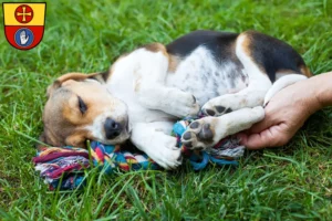 Mehr über den Artikel erfahren Beagle Züchter und Welpen in Schwäbisch Hall