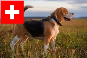 Mehr über den Artikel erfahren Beagle Züchter und Welpen in der Schweiz