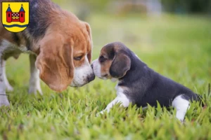 Mehr über den Artikel erfahren Beagle Züchter und Welpen in Schwelm