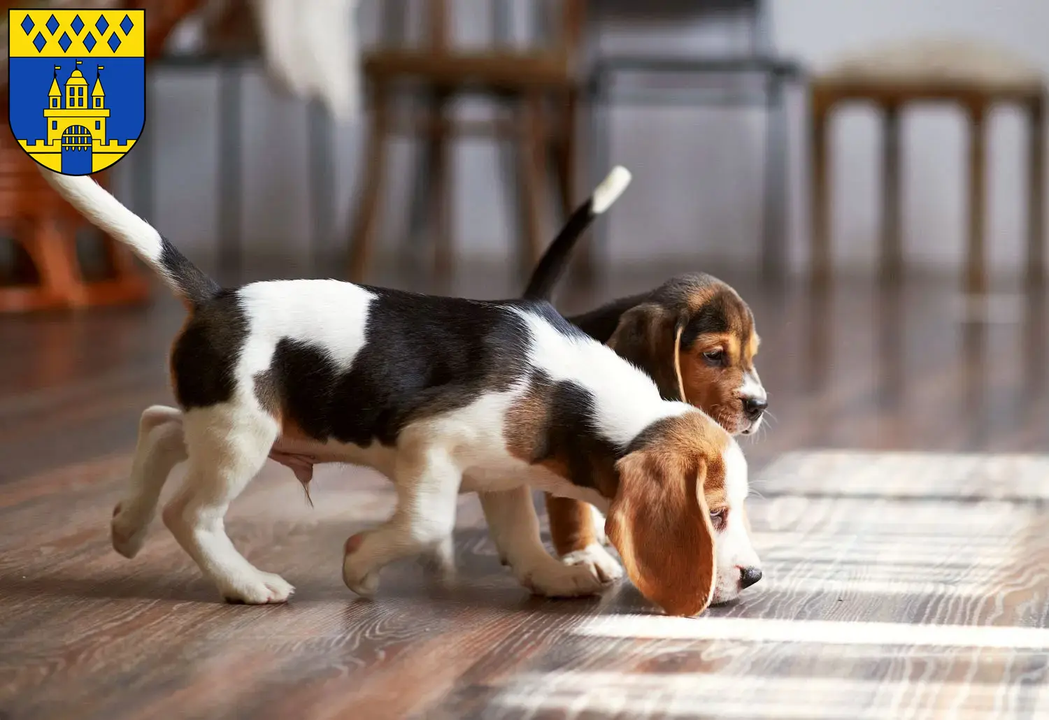 Mehr über den Artikel erfahren Beagle Züchter und Welpen in Steinfurt