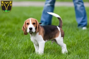 Mehr über den Artikel erfahren Beagle Züchter und Welpen in Traunstein