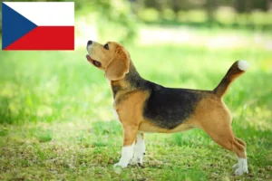 Mehr über den Artikel erfahren Beagle Züchter und Welpen in Tschechien