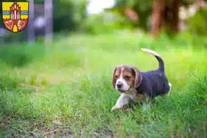 Mehr über den Artikel erfahren Beagle Züchter und Welpen in der Uckermark