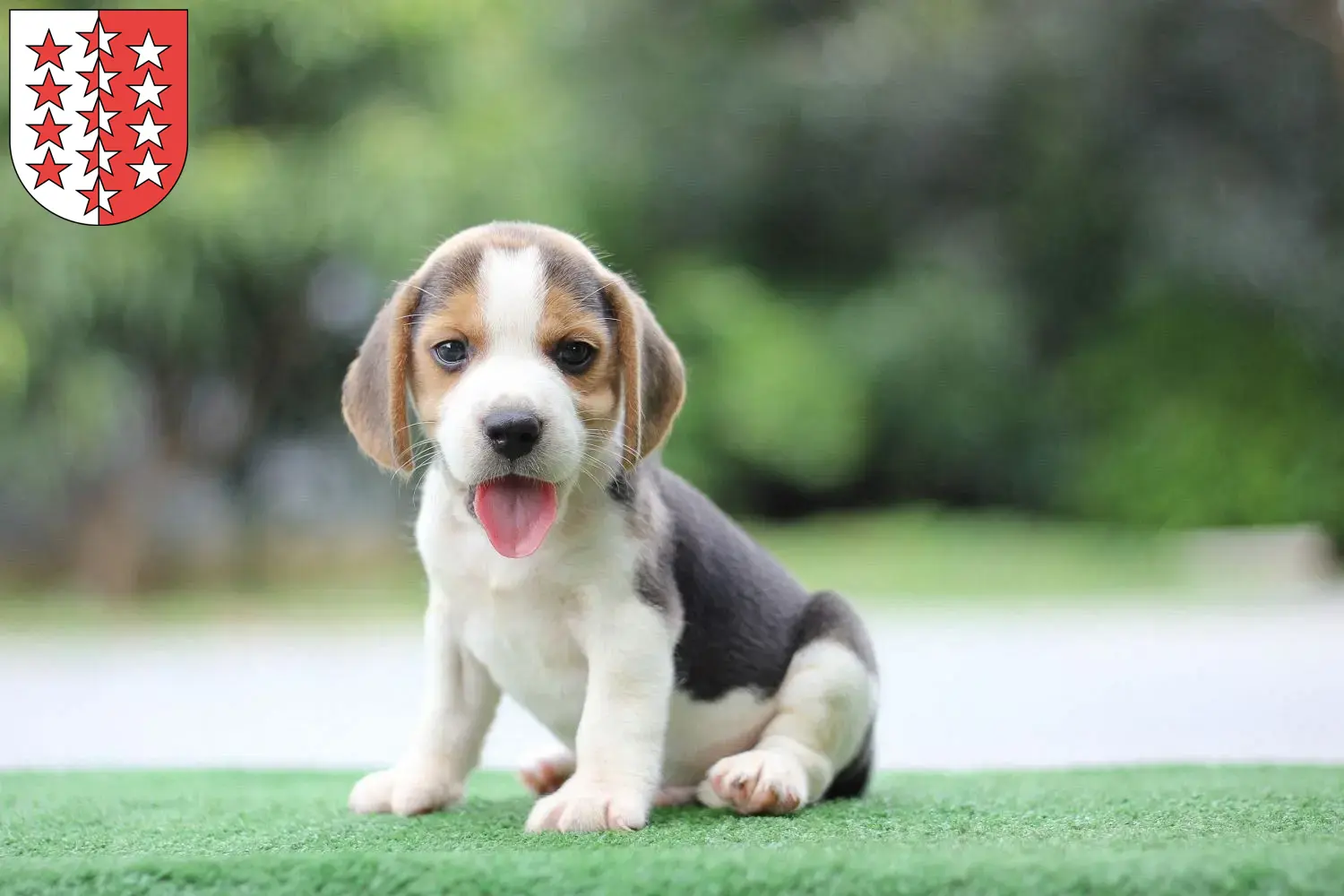 Mehr über den Artikel erfahren Beagle Züchter und Welpen aus dem Wallis