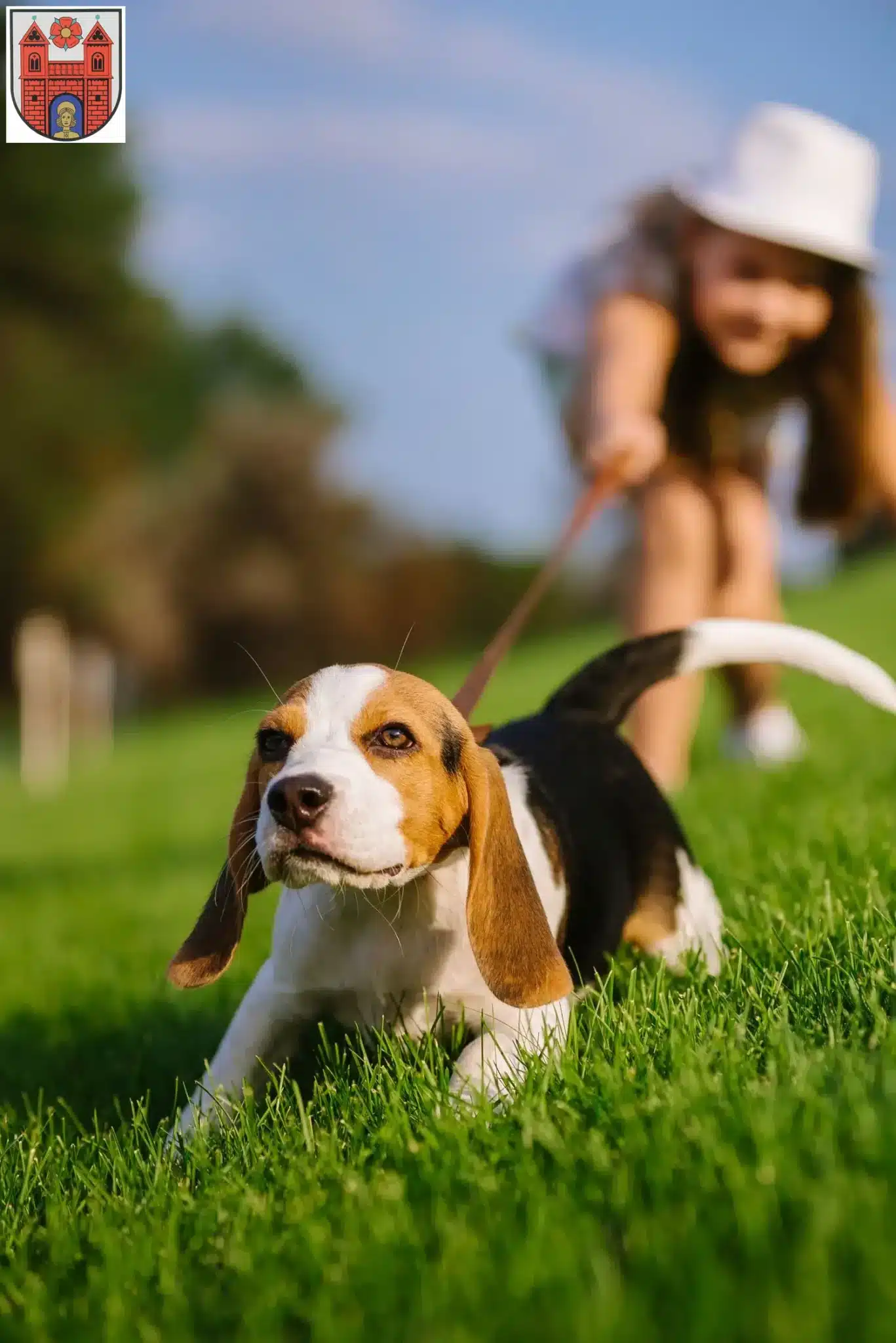 Mehr über den Artikel erfahren Beagle Züchter und Welpen in Wildeshausen