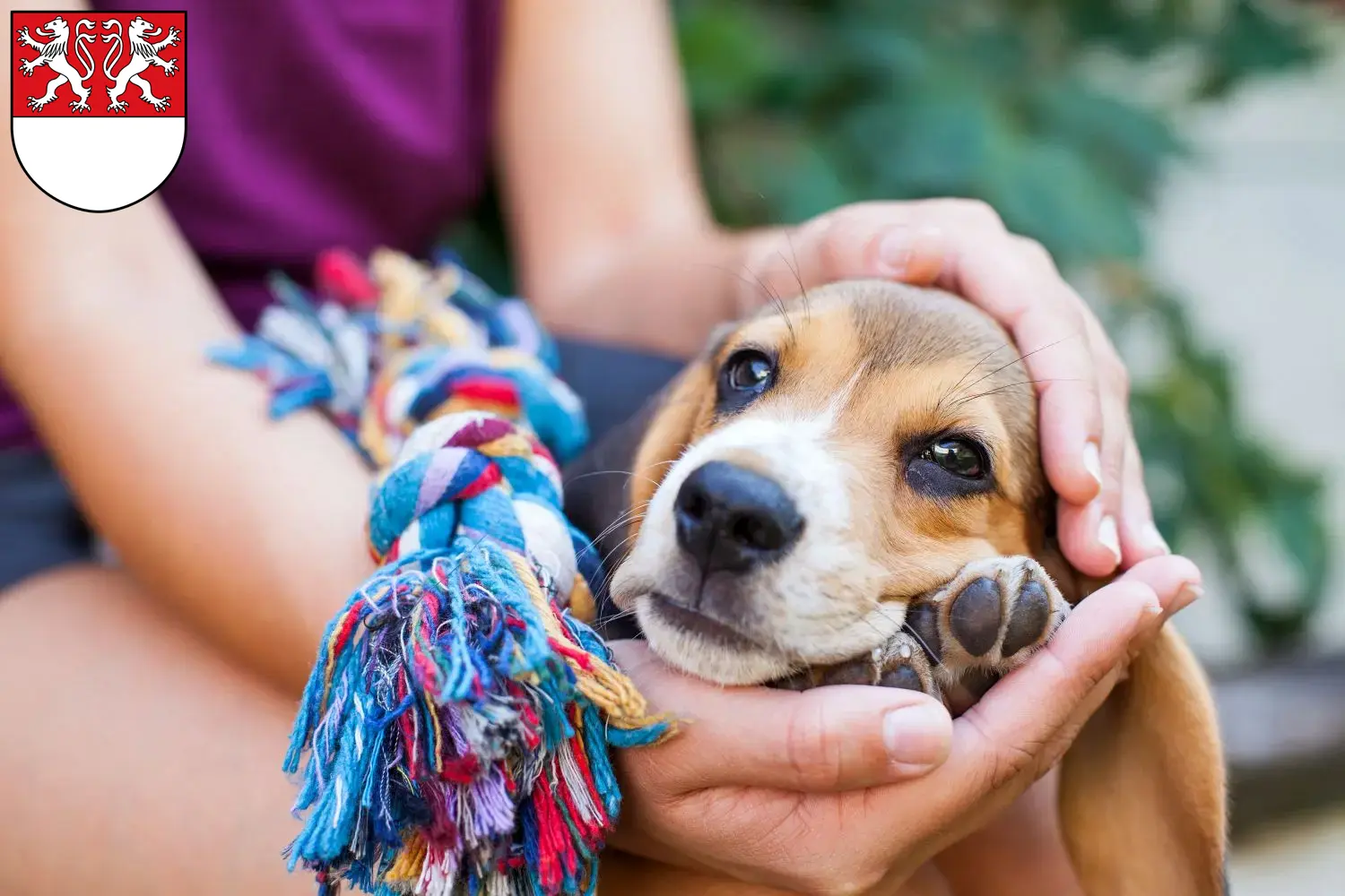 Mehr über den Artikel erfahren Beagle Züchter und Welpen in Witten