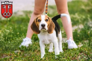 Mehr über den Artikel erfahren Beagle Züchter und Welpen in Wittlich
