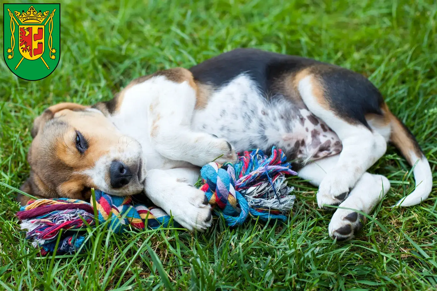 Mehr über den Artikel erfahren Beagle Züchter und Welpen in Wittmund