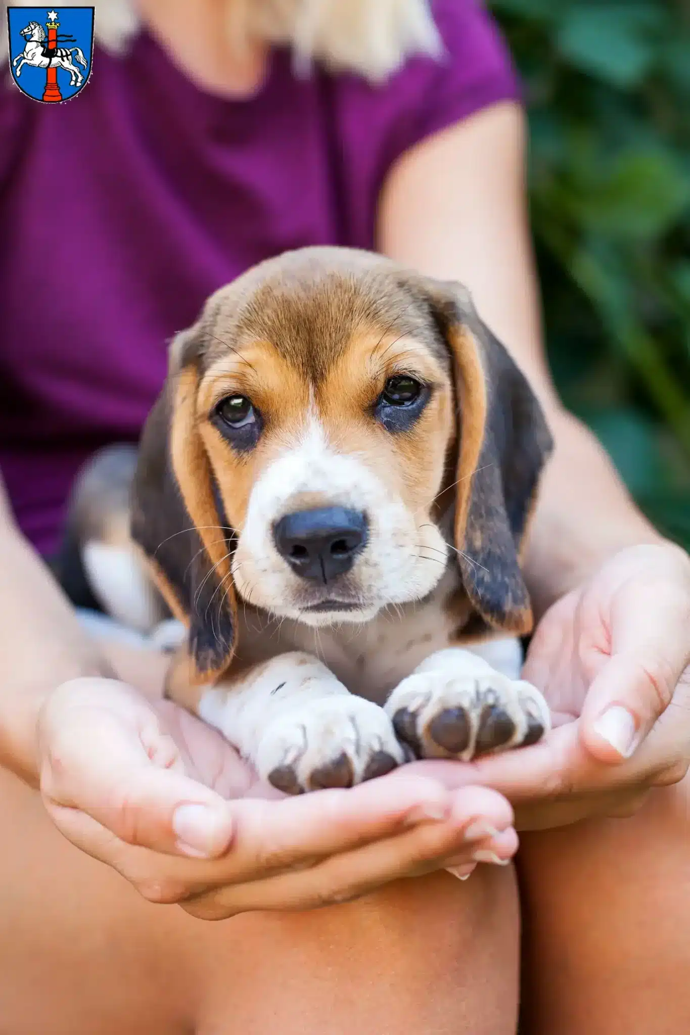 Mehr über den Artikel erfahren Beagle Züchter und Welpen in Wolfenbüttel