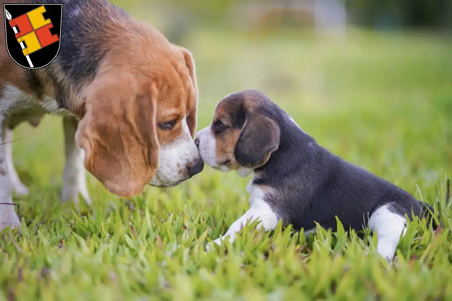 Mehr über den Artikel erfahren Beagle Züchter und Welpen in Würzburg