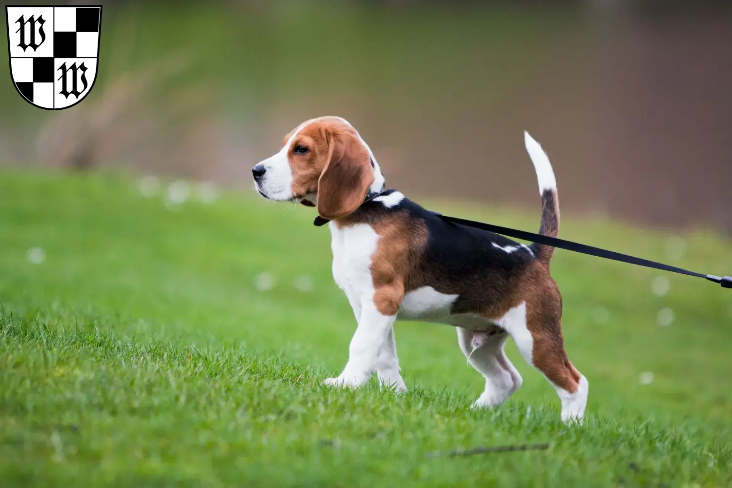 Mehr über den Artikel erfahren Beagle Züchter und Welpen in Wunsiedel