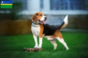 Mehr über den Artikel erfahren Beagle Züchter und Welpen in Flevoland