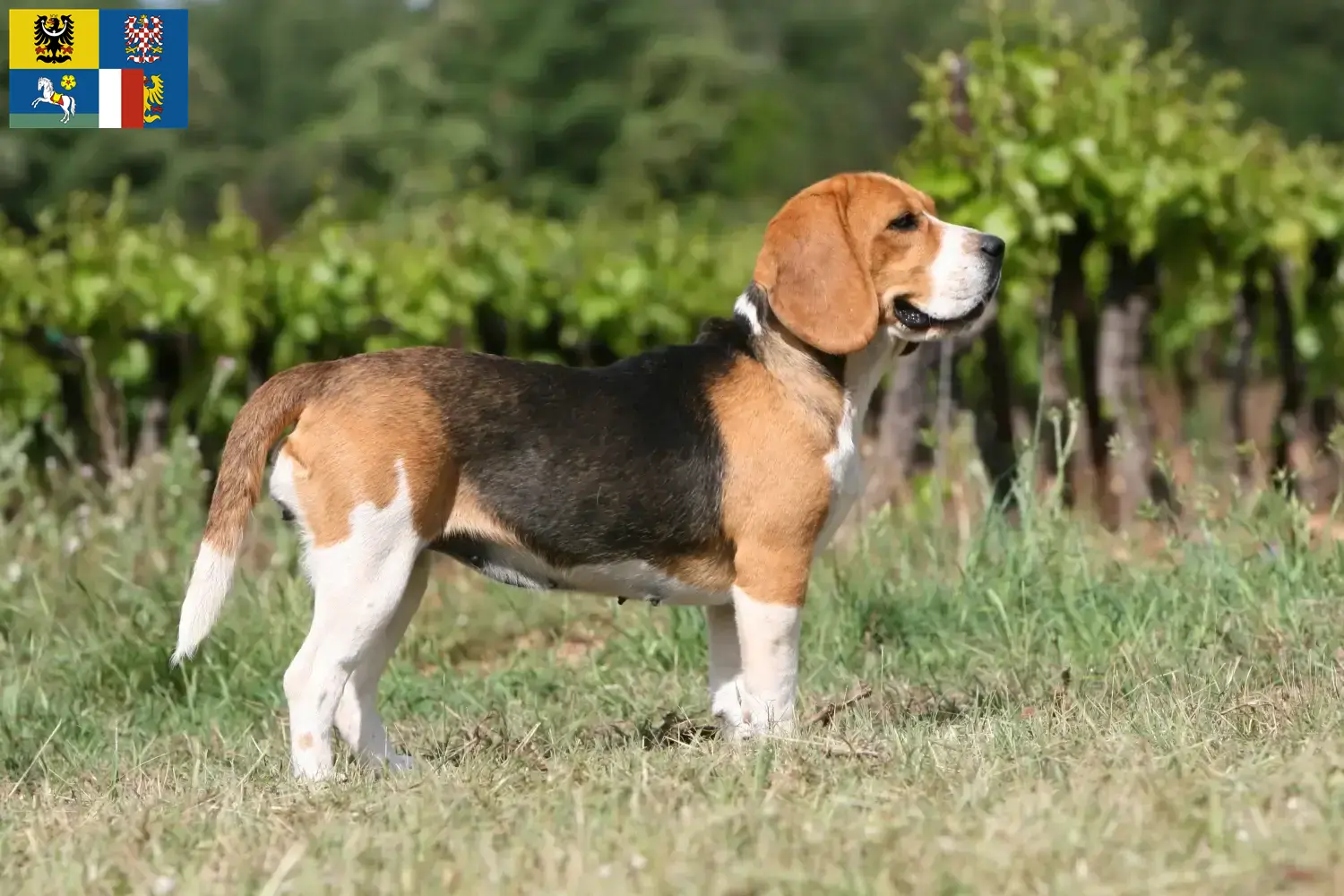 Mehr über den Artikel erfahren Beagle Züchter und Welpen in Mähren-Schlesien