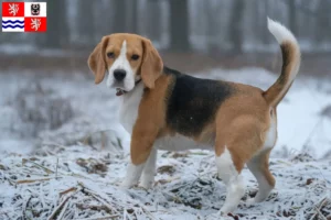 Mehr über den Artikel erfahren Beagle Züchter und Welpen in Mittelböhmen