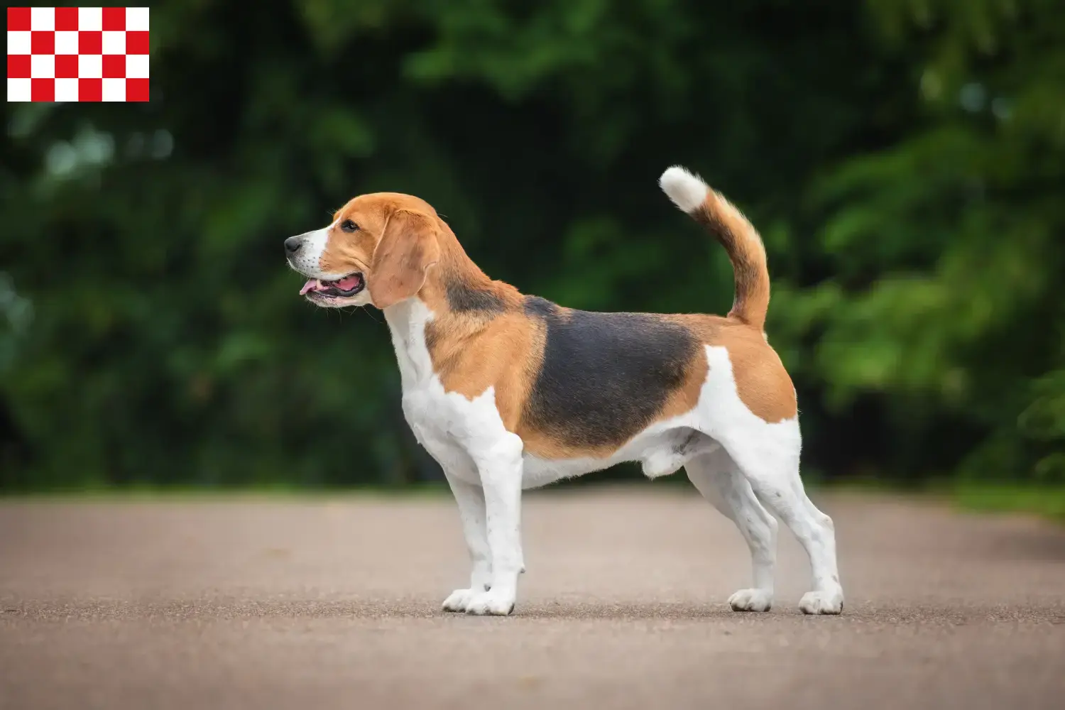 Mehr über den Artikel erfahren Beagle Züchter und Welpen in Nordbrabant