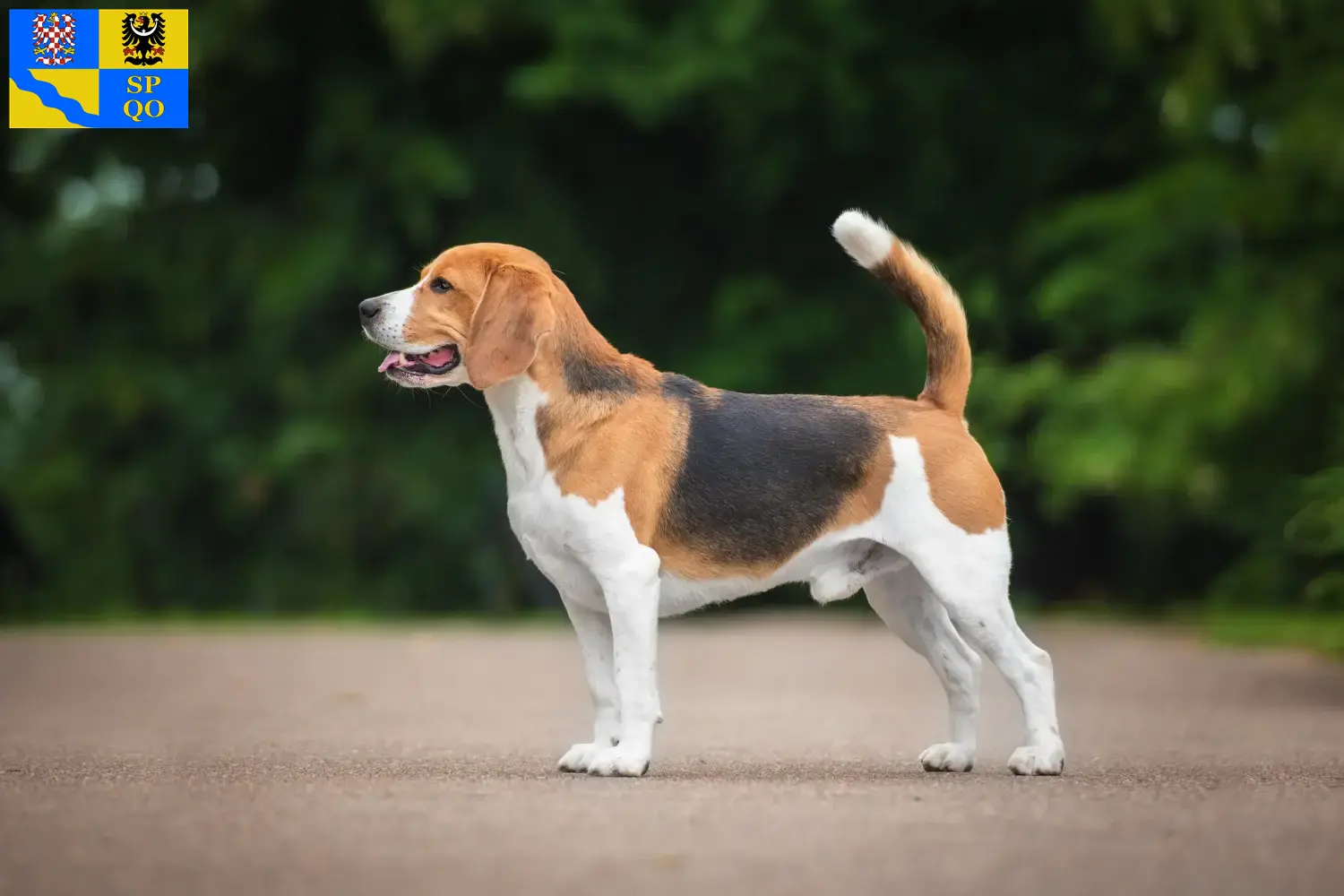 Mehr über den Artikel erfahren Beagle Züchter und Welpen in Olmütz